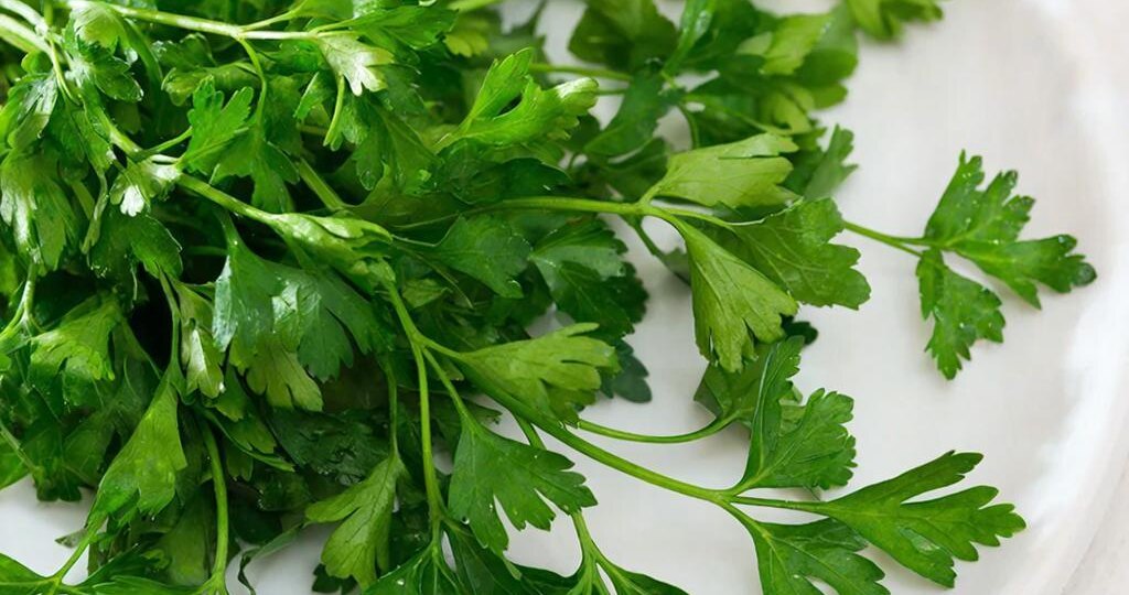 Петрушка при подагре: что нужно знать