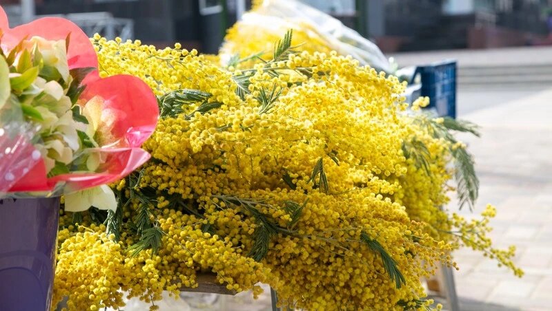      Фото: Валерия Алтухова / / ИА «Победа26»