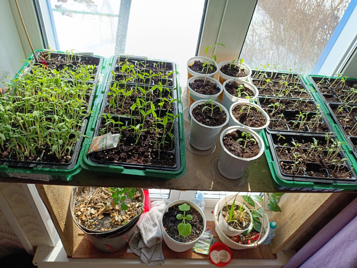 В ведре роза, её тоже весной высажу, не ругайте за такой вид :)