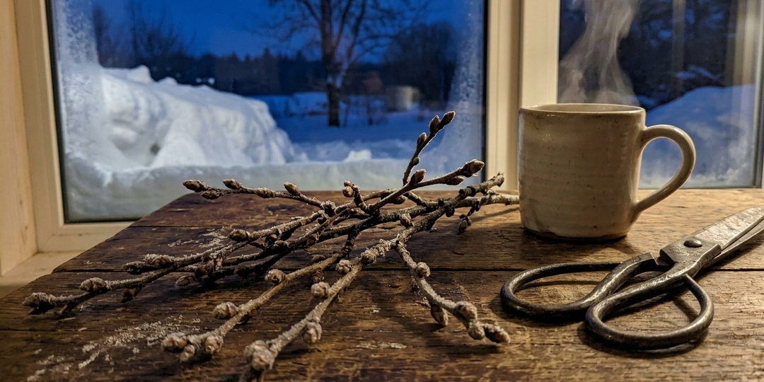 «Спящая сила» под ледяным панцирем: Почему за смородиновыми ветками в лес идут именно в мартовские морозы, а не в теплом мае?