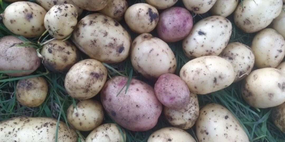 Картофель и репчатый лук подорожали в Мурманской области