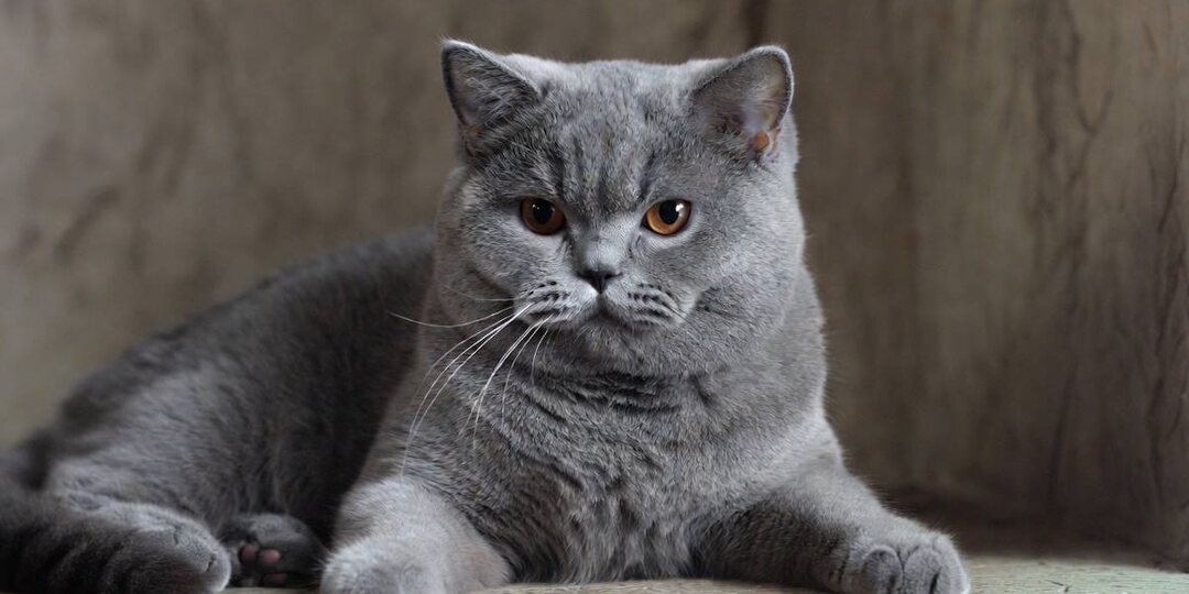 Британская кошка: спокойствие и достоинство в каждом взоре