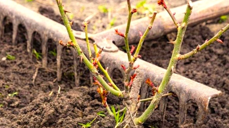 Профилактика болезней роз до распускания листьев: чем опрыскать в марте