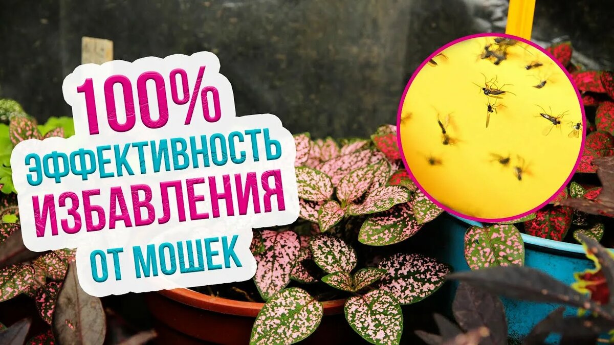 Мошки в цветочных горшках (сциариды): откуда берутся и как вывести навсегда