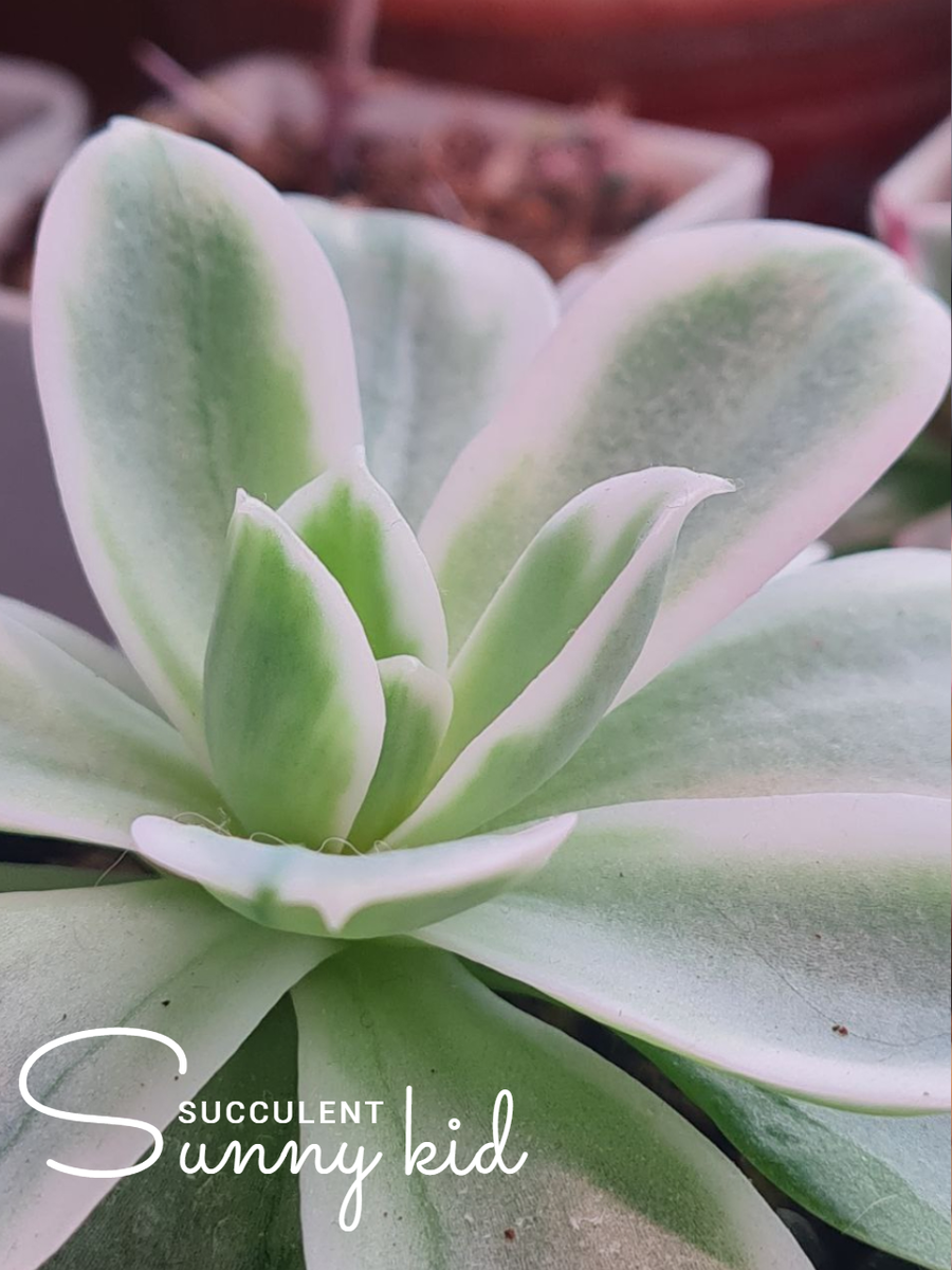 Sunny kid | Succulent