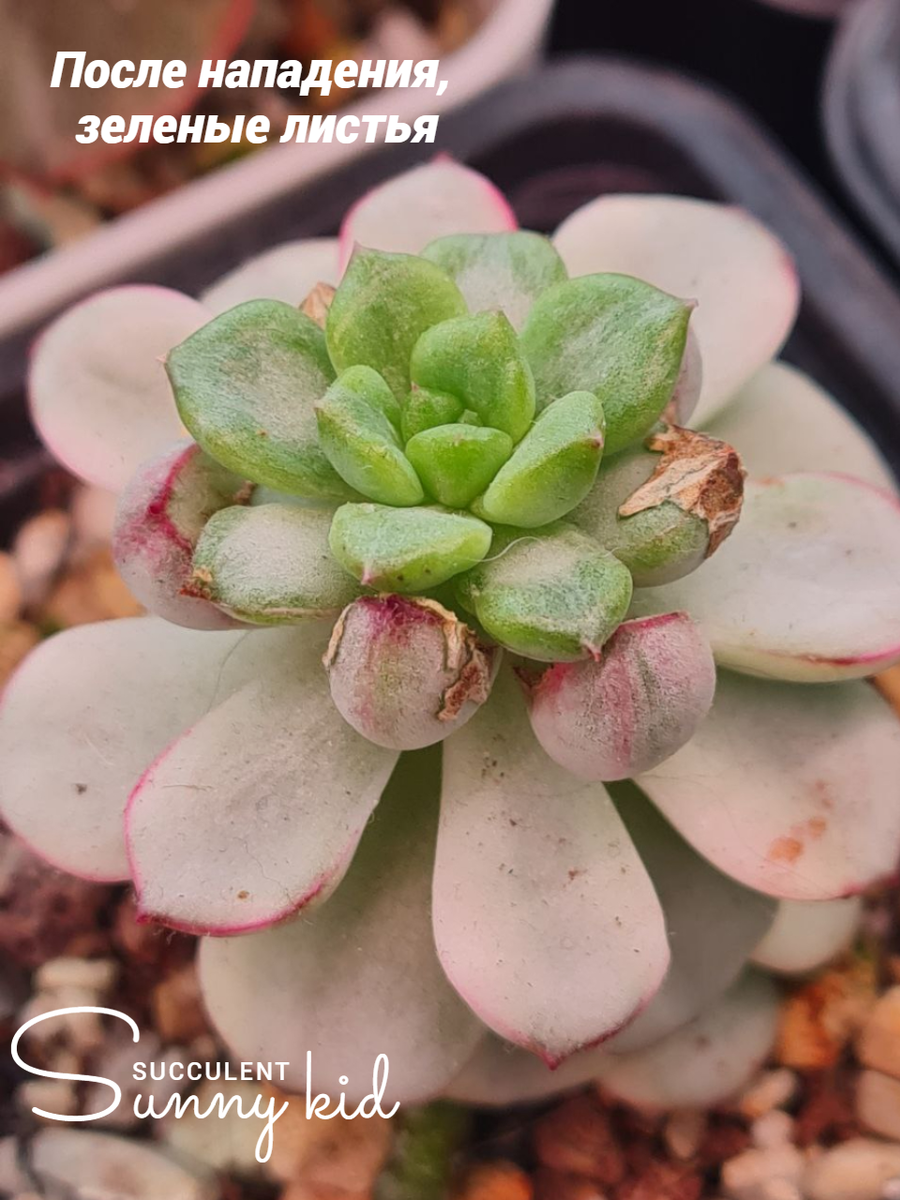 Потеря вариагатности, чуть чуть подожду и срежу макушку до вариегатных листьев. Sunny kid | Succulent