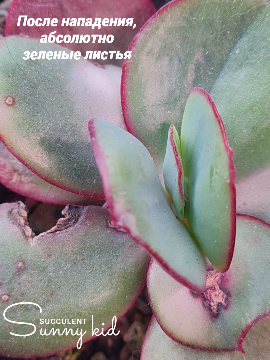 Потеря вариагатности, чуть чуть подожду и срежу макушку до вариегатных листьев. Sunny kid | Succulent