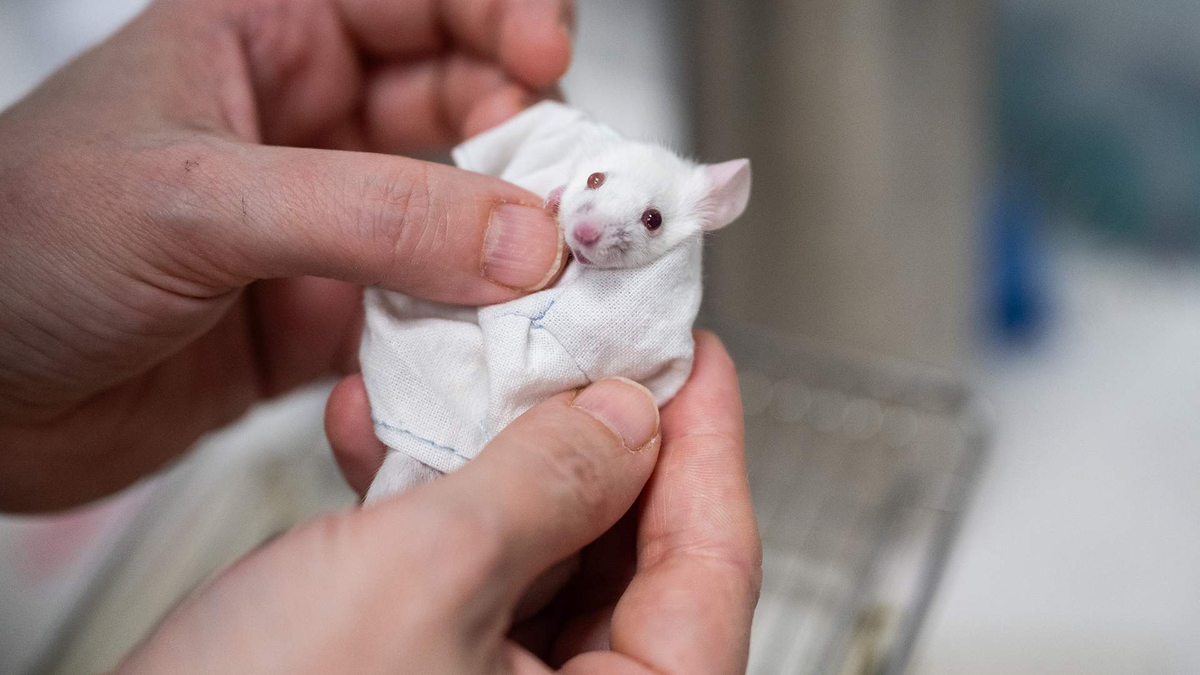 Фото: пресс-служба НИТУ МИСИС/Сергей Гнусков