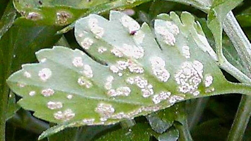 белая ржавчина хризантемы