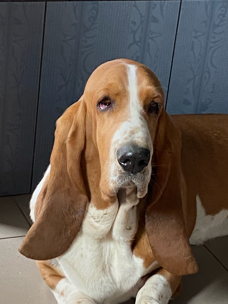 Нюра - мама помета « Ц»