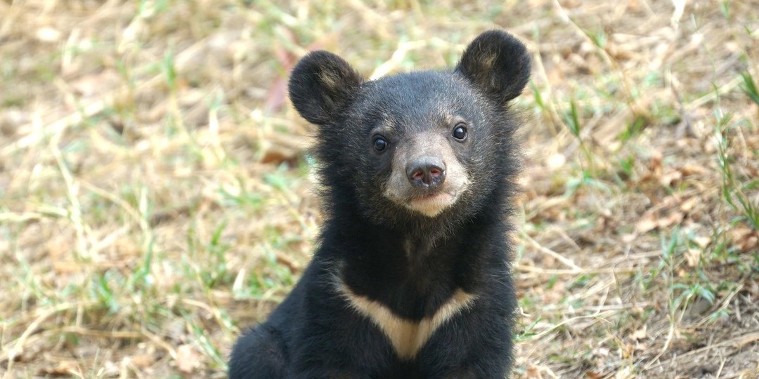 Без мамы, но под защитой: как в Приморье спасли осиротевших гималайских медвежат