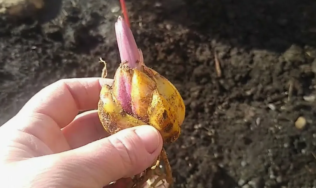 Лилии дали ростки слишком рано: что делать до высадки в грунт