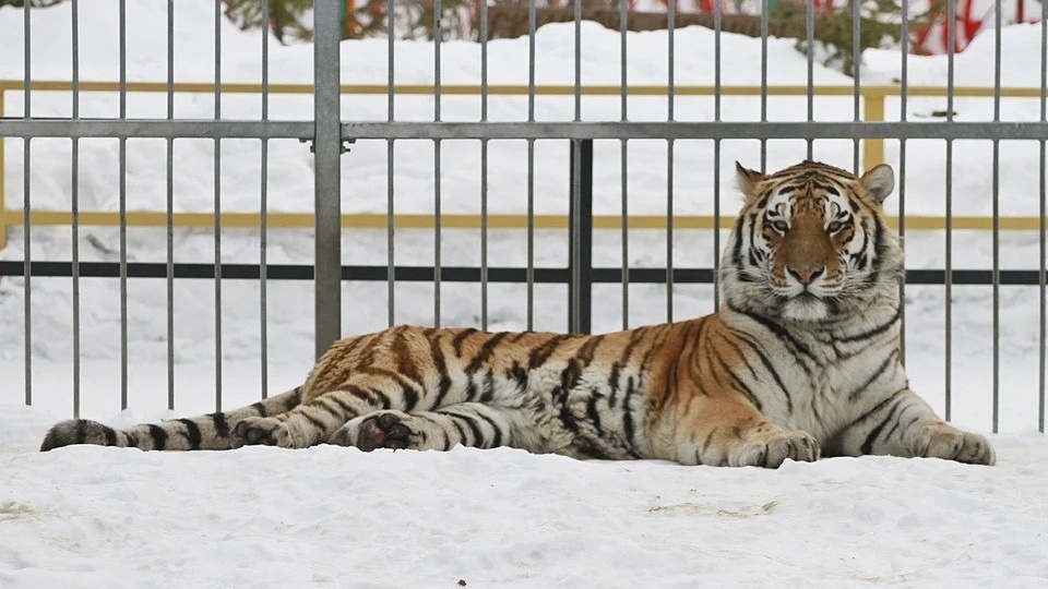 В барнаульском зоопарке умерла тигрица Багира
