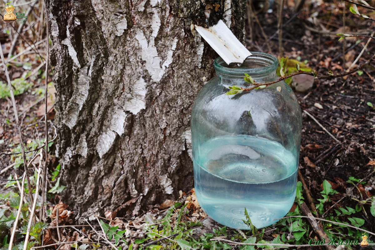 Берёзовый сок собирают ранней весной, когда дерево начинает активное сокодвижение