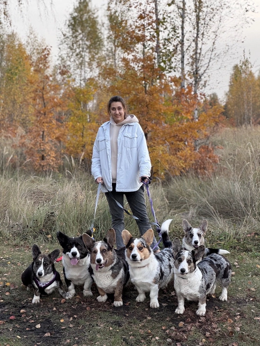 Питомник занимается разведением корги двух окрасов :