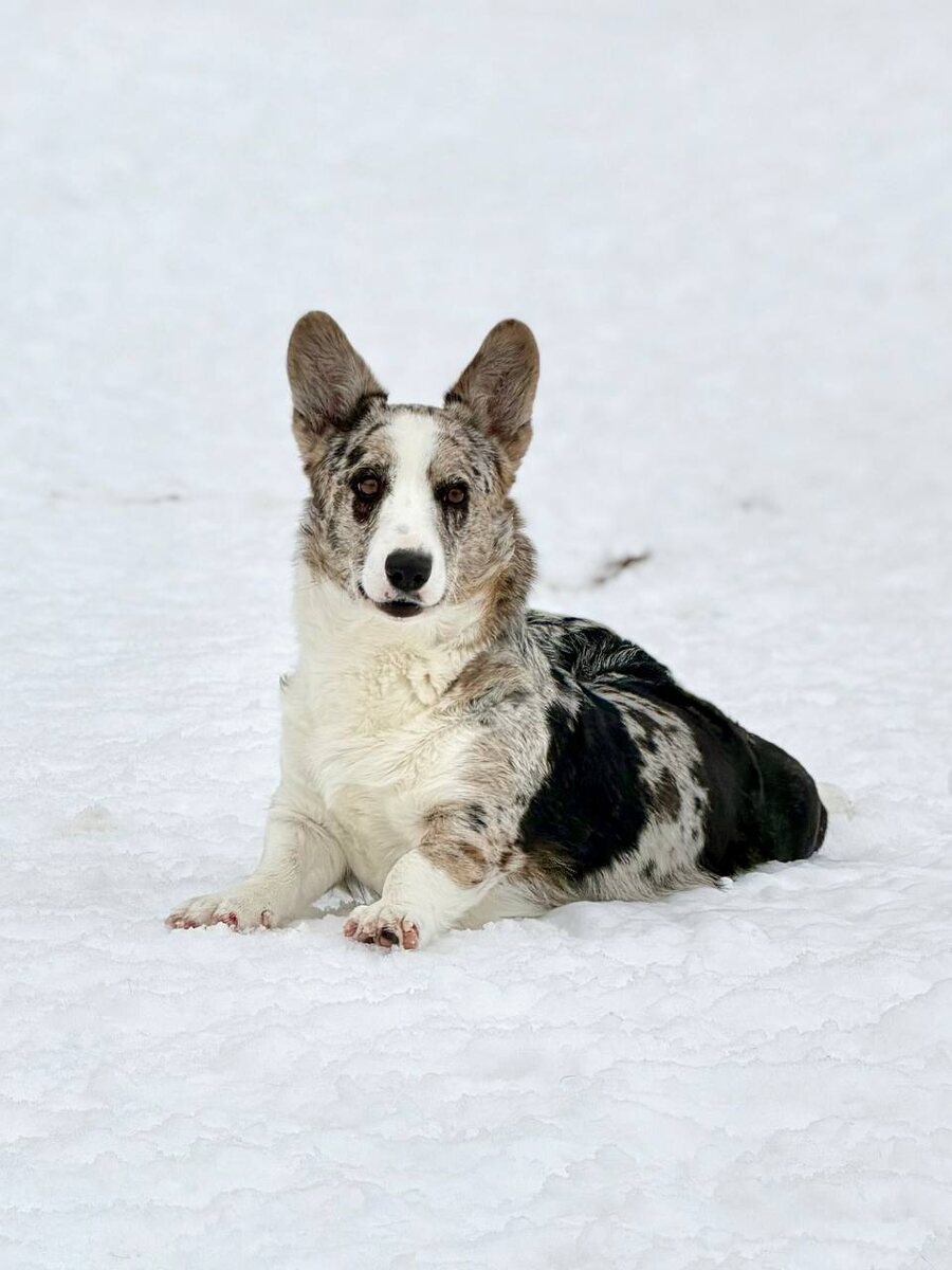 Милочка / Лайли Кроун Шамина 