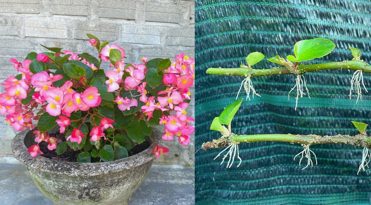Бегония вечноцветущая: как сохранить маточный куст и нарезать черенки