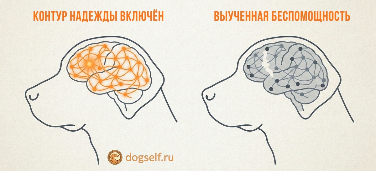 Слева – мозг активной собаки, чей «контур надежды» включён: префронтальная кора (зона принятия решений) подавляет пассивность. Справа – мозг в состоянии выученной беспомощности: дорсальное ядро шва блокирует инициативу, и собака «сдаётся». Специалисты в своей работе уделяют ключевое внимание именно перезапуску этого важного механизма | Иллюстрация: DogSelf