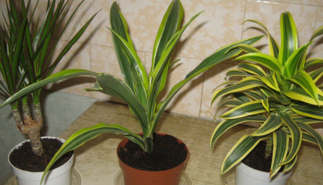 Драцена потеряла нижние листья: норма или сигнал о проблеме