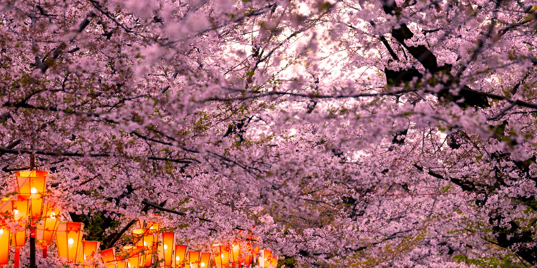 Где наблюдать цветение сакуры в 3 городах России
