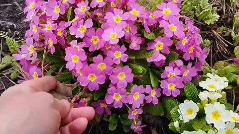 Примула садовая: почему выпревает весной и как предотвратить гибель