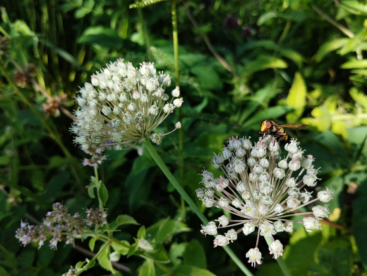 Лук виноградный