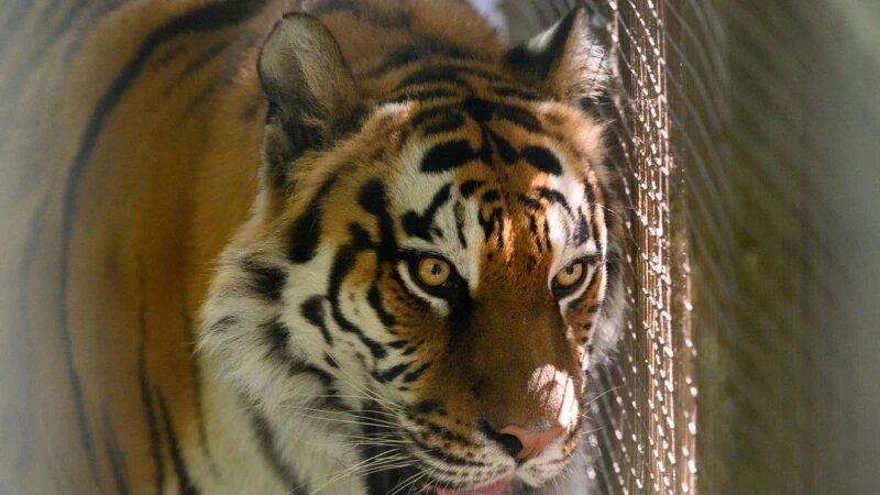     Тигрица Багира. Барнаульский зоопарк. Дмитрий Лямзин