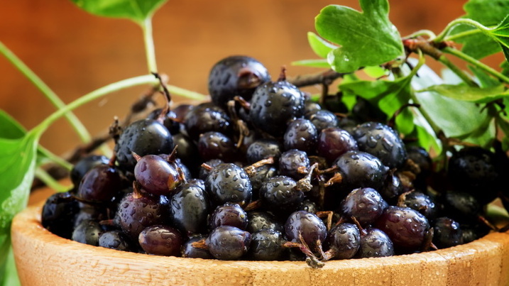 35 литров с четырех кустов — результат, о котором я раньше только мечтал