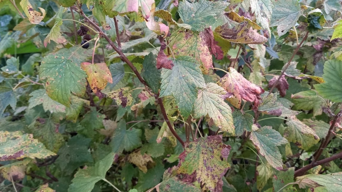 Вторая ошибка — паника от загущения.