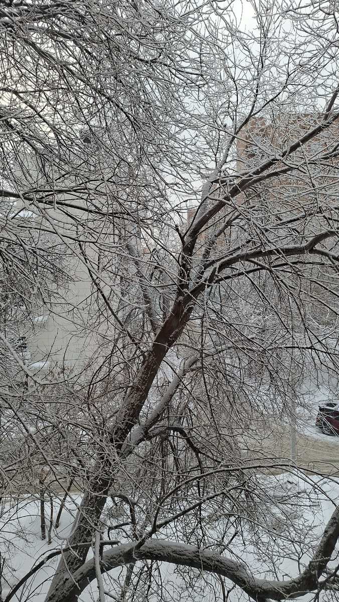 За окном больницы такая красота. Фото автора.