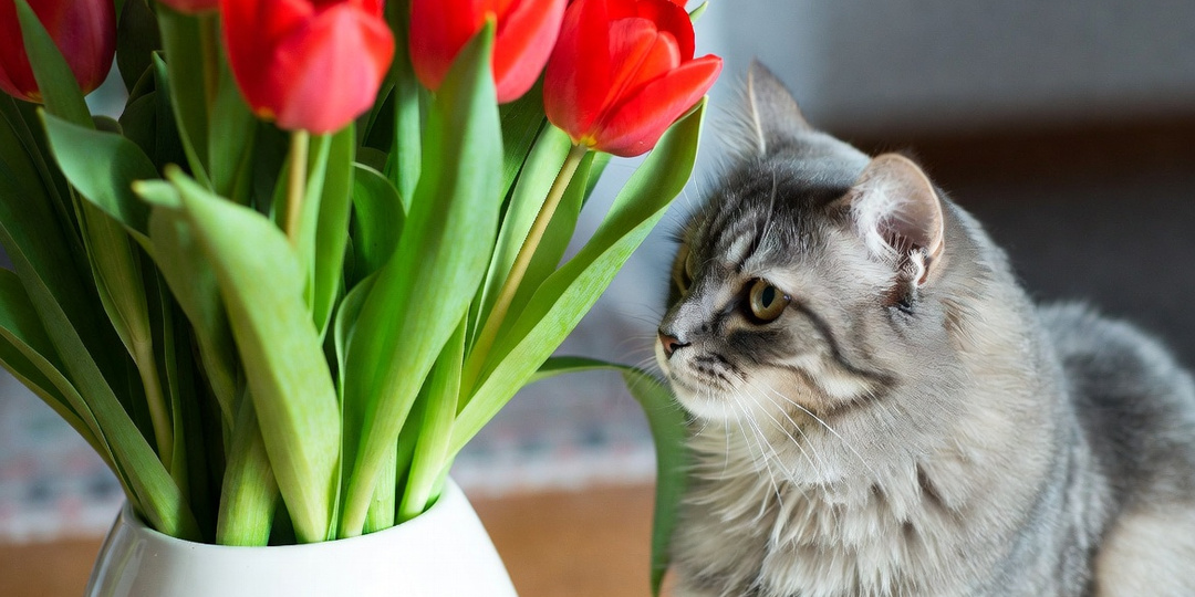 Букет опасности: эти весенние цветы могут убить вашу кошку!