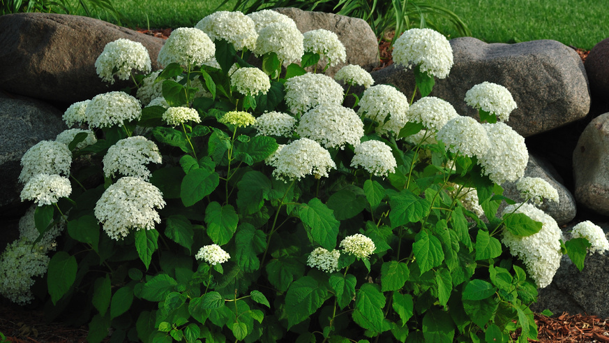 Результат правильной обрезки — соцветие 35 сантиметров в диаметре