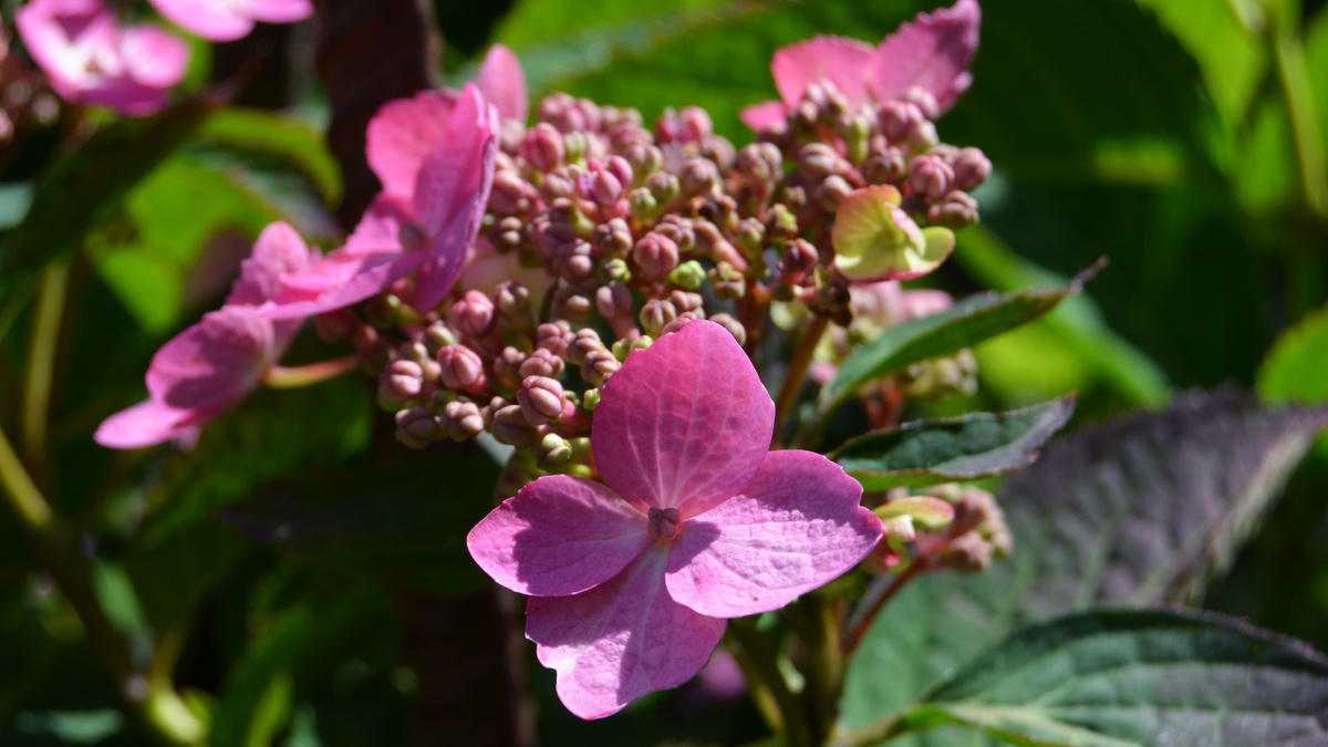Почки набухли, но не распустились — самое время для обрезки