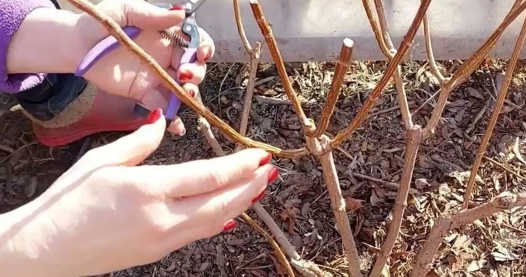 Обрезал метельчатую гортензию на 2 почки в марте. Шапки выросли по 35 см