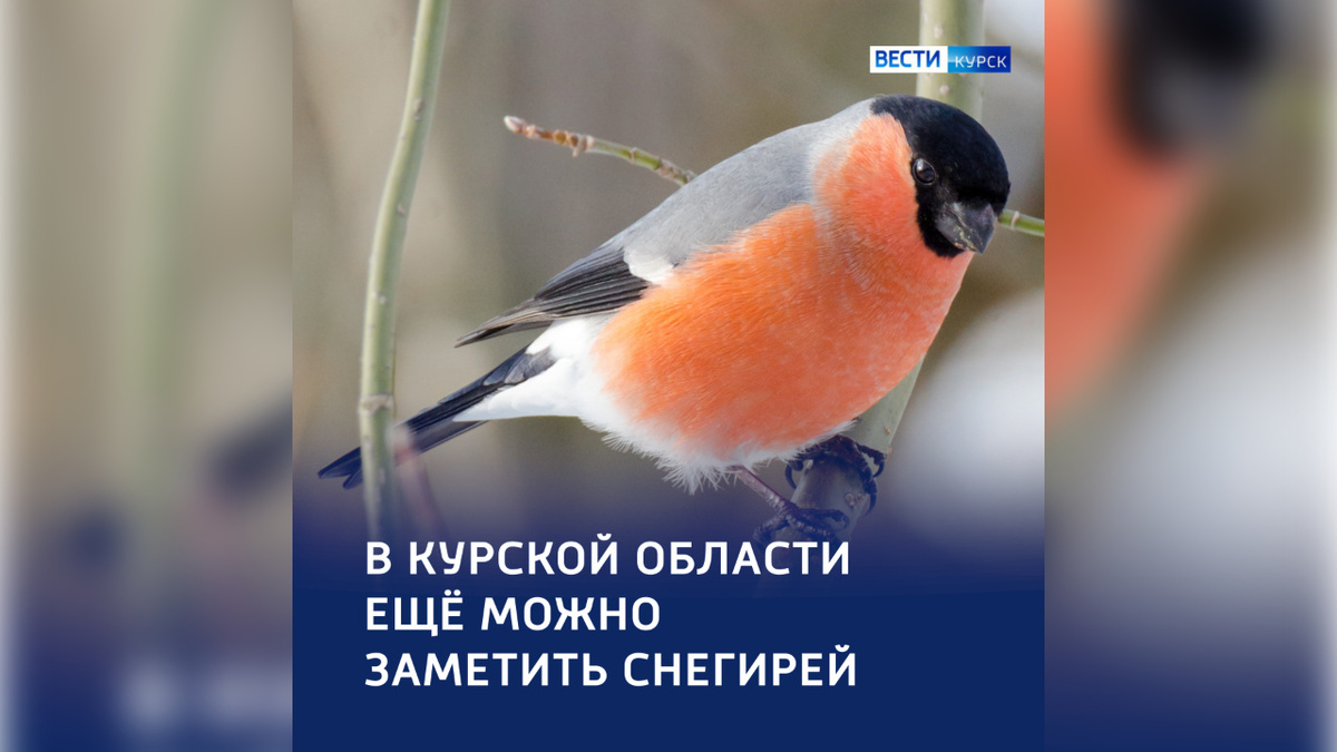    В курских лесах можно увидеть главных ярких гостей — снегирей