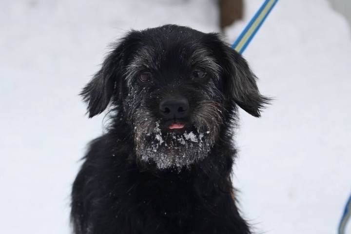 В Серпухове волонтеры ищут новый дом для пса, у которого умерла хозяйка