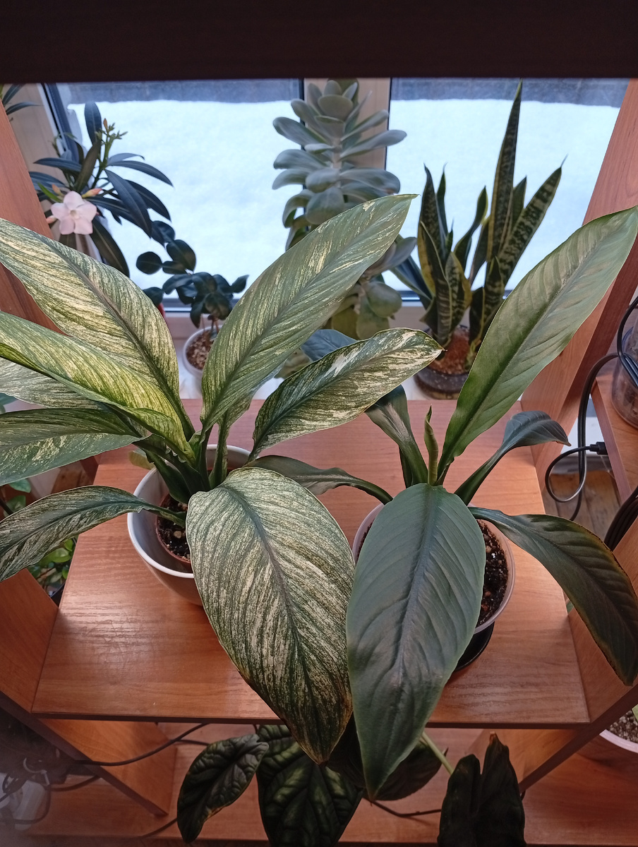  два растения на одной полке, одинаковый свет