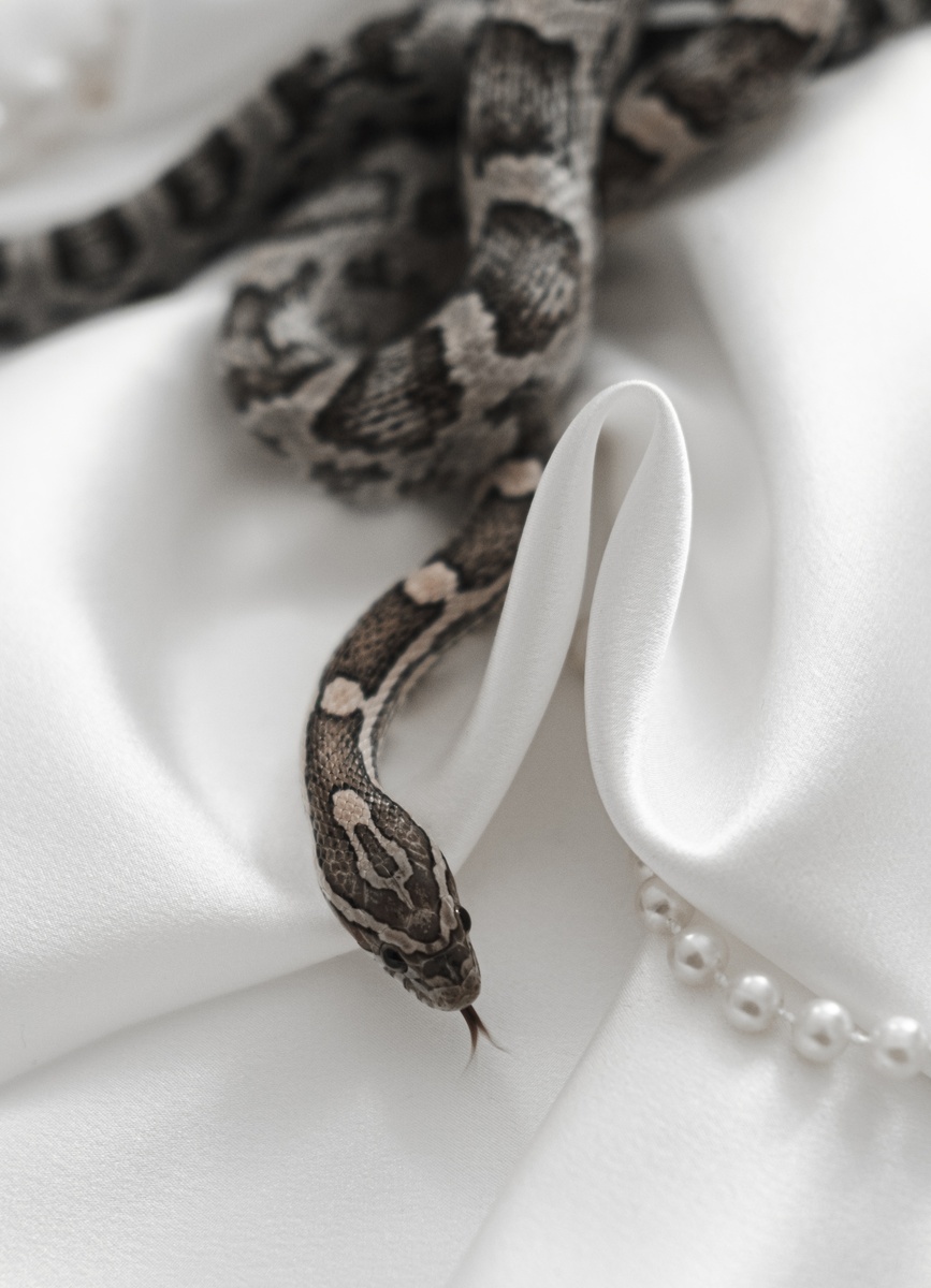 Салазарчик 🐍