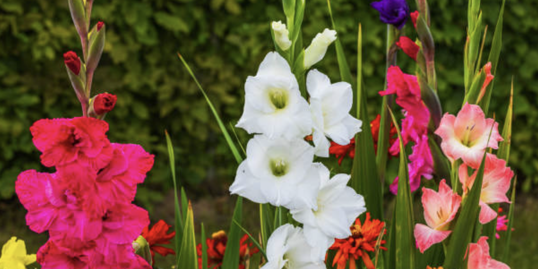 Как правильно подкармливать гладиолусы в течение сезона, чтобы добиться яркого цветения на крепких цветоносах.