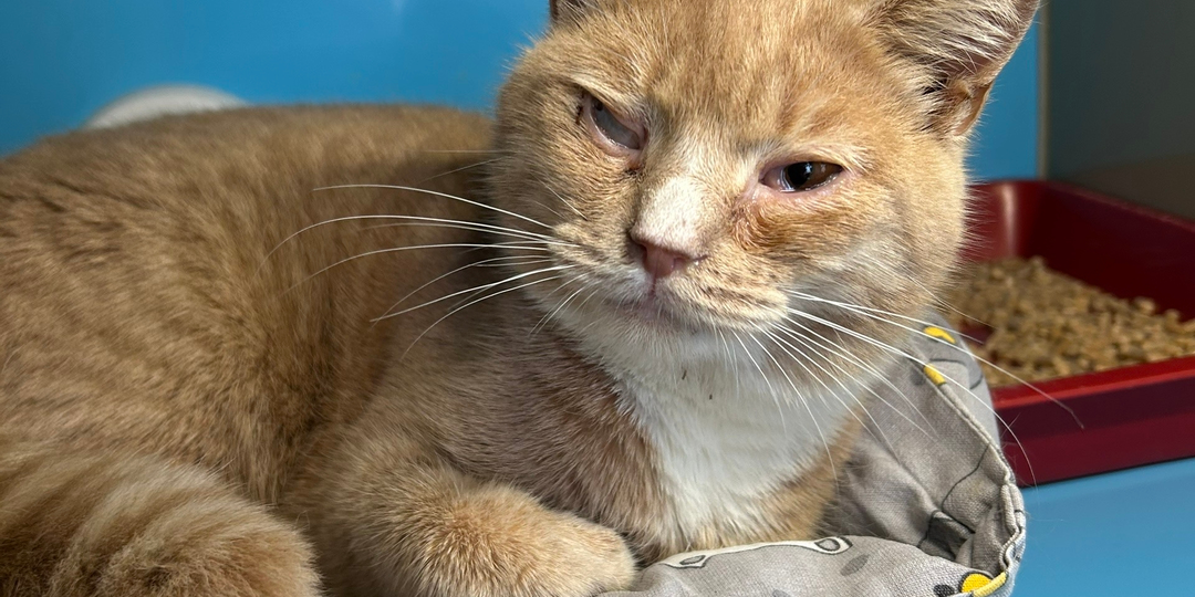 Катастрофически не хватает влажного корма для болеющих кошек