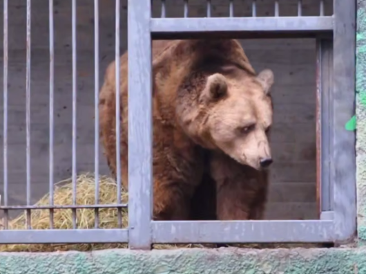    Медведь Андрюша // Скриншот из видео ростовского зоопарка