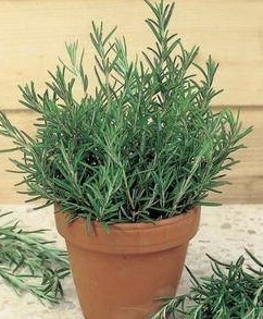 Фото с открытых источников сети интернет