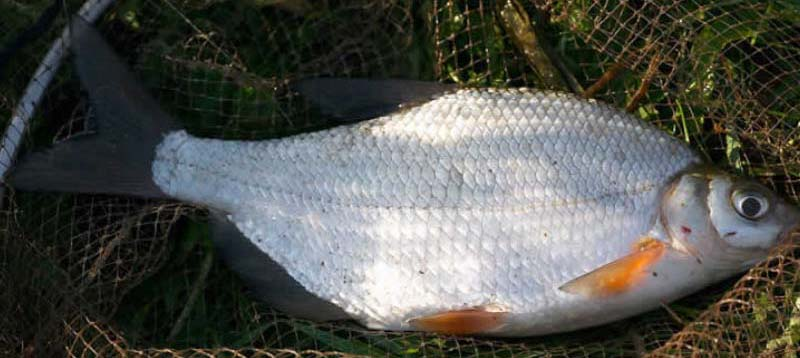 (фото из открытых источников)