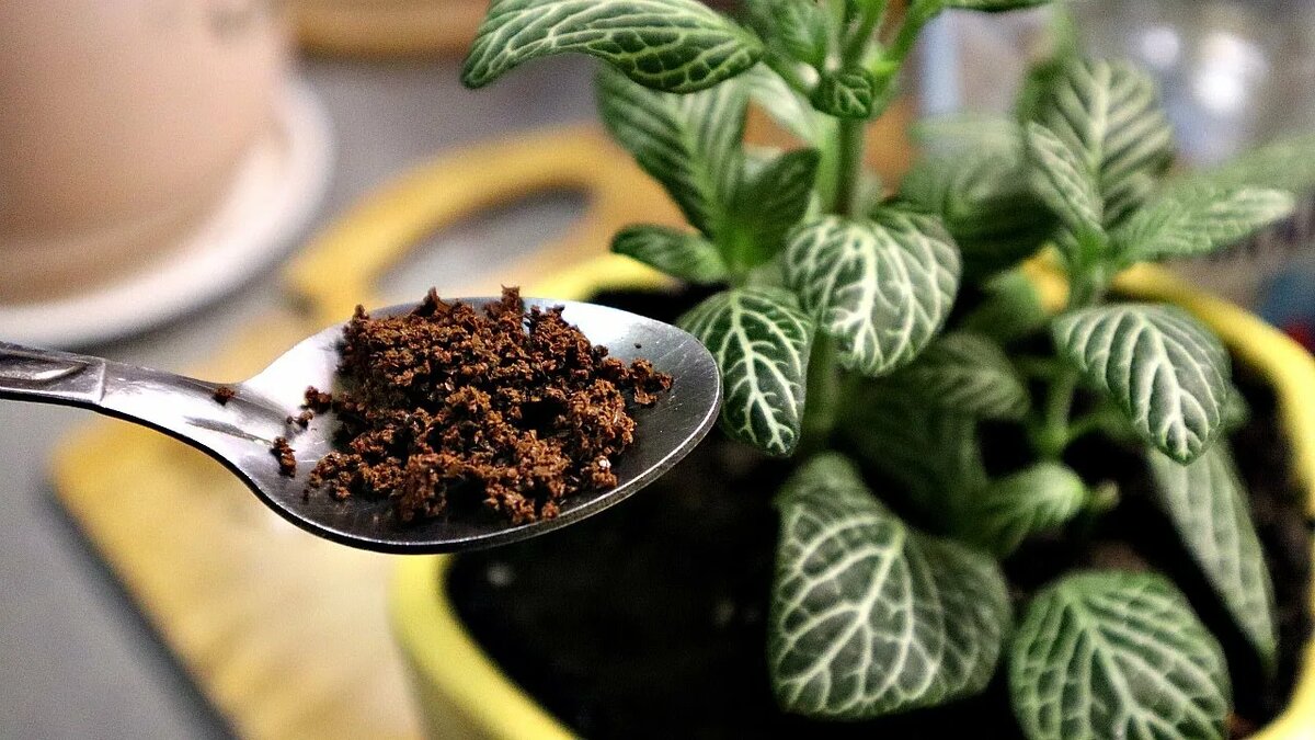 Чайная заварка в горшок: польза или вред для комнатных растений