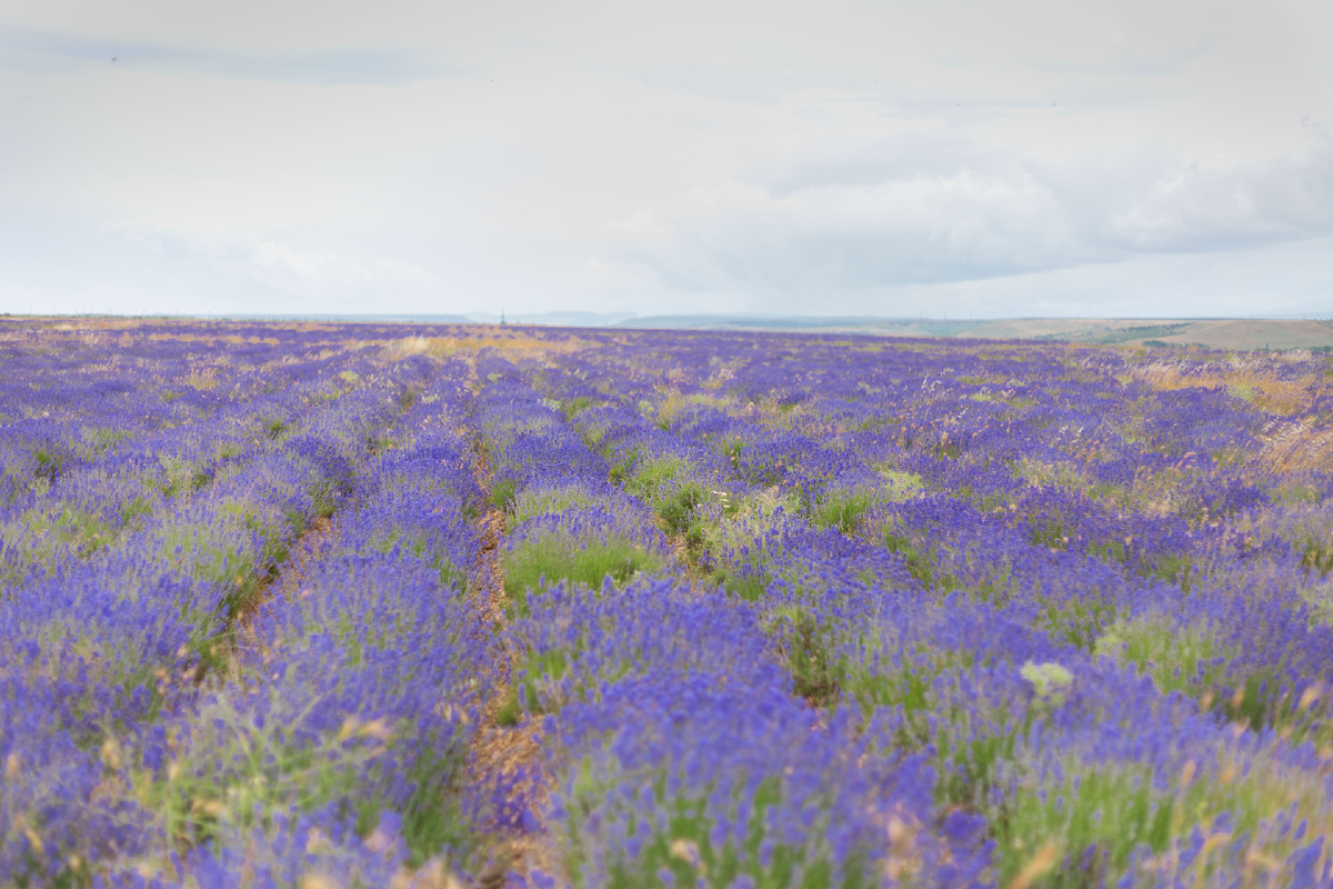 Заброшенное лавандовое поле в Орловке