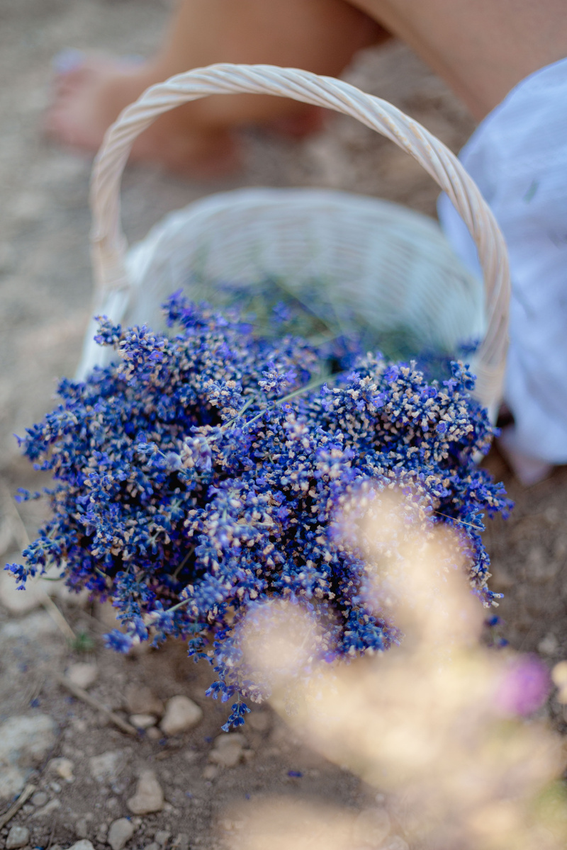 Камни и отсутствие гумуса не проблема для лаванды