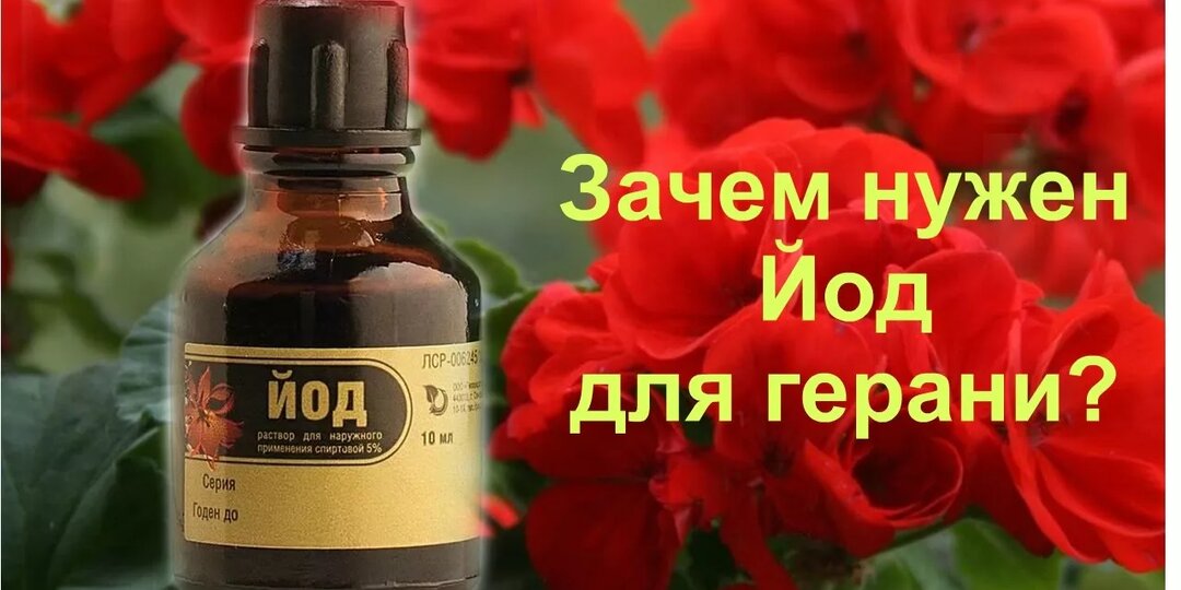 Йод для герани: секрет буйного цветения, о котором молчат продавцы