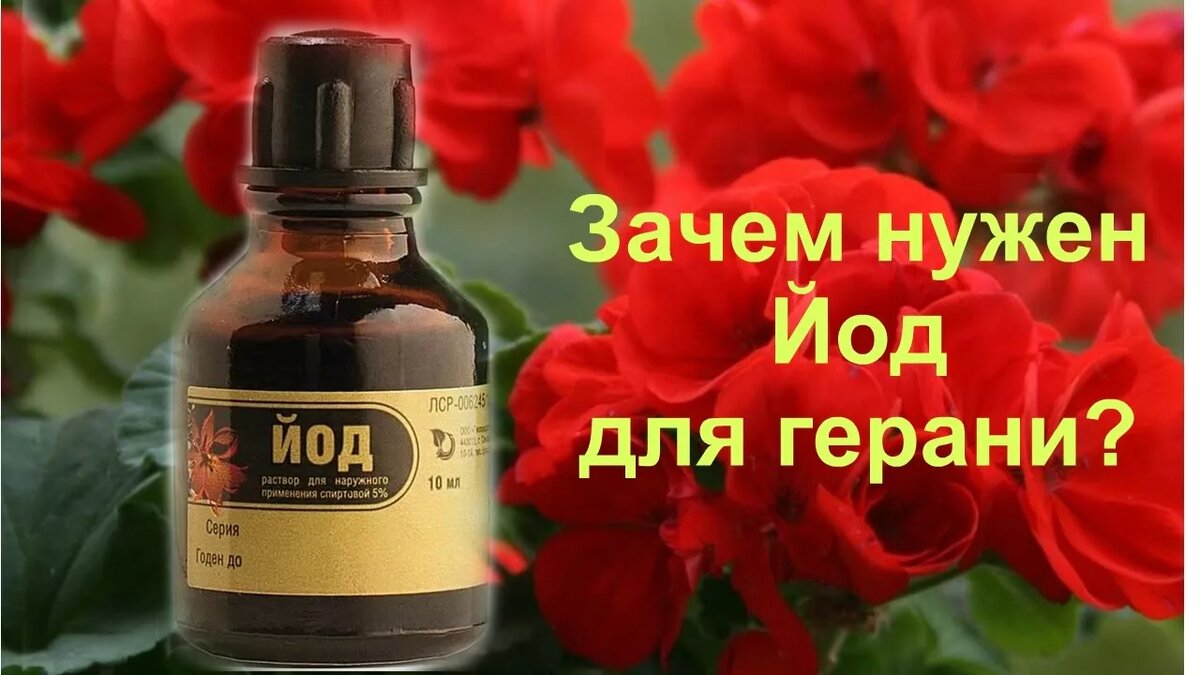 Йод для герани: секрет буйного цветения, о котором молчат продавцы