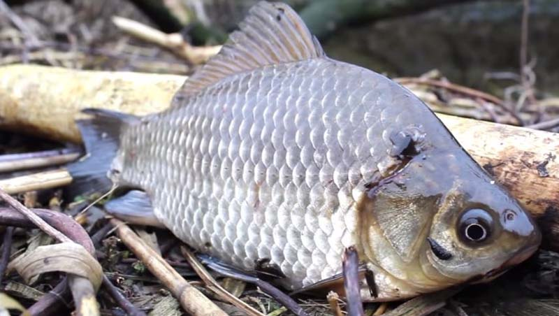 (фото из открытых источников)