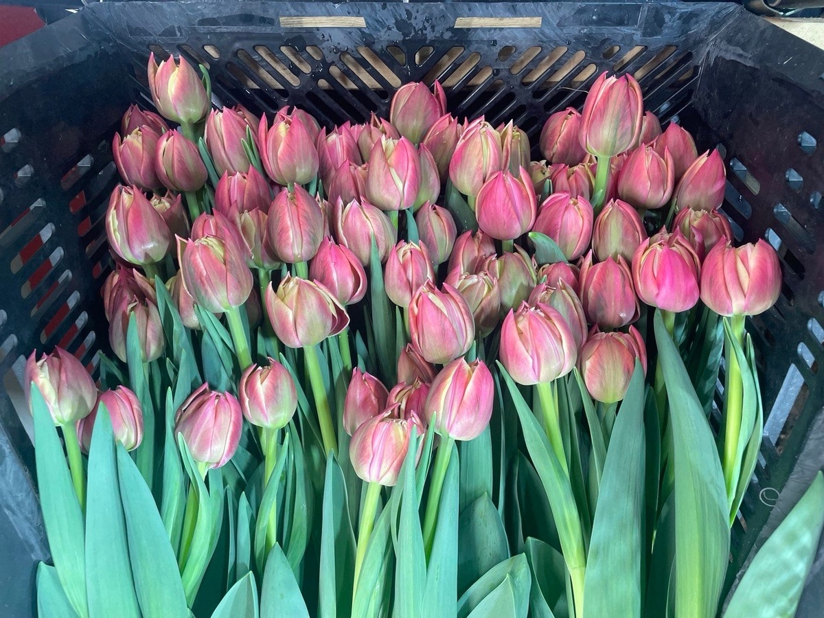    фото: © Корпорация развития Республики Карелия/ ВК